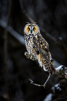 (c) James Netz-512257-Long Eared Owl on limb