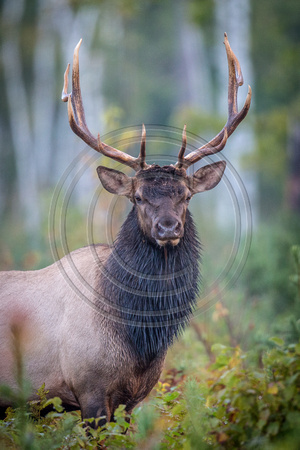 (c) James Netz-Majestic Elk-159