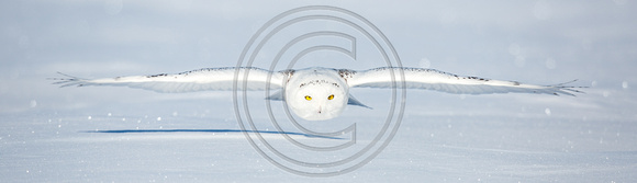 (c) James Netz-Snowy Owl Glide Path-162