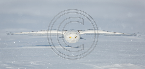 (c) James Netz-18997 24x50 Snowy_Owl